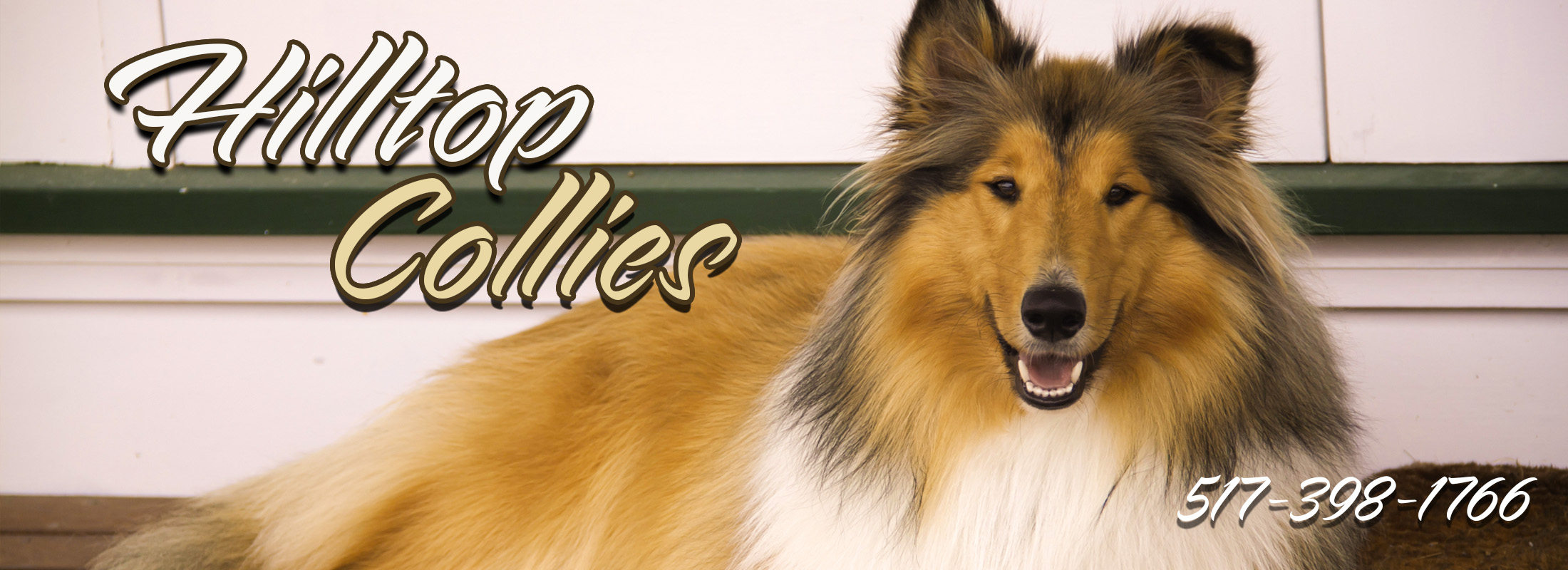 Rough Collie